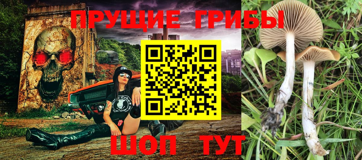 Юрга  Галлюциногенные грибы Psilocybine cubensis  Вход с VPN 